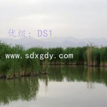 α
