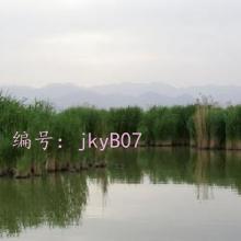 ȷ