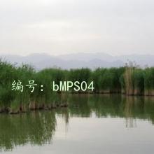 ʧ