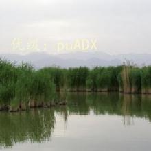 Բ